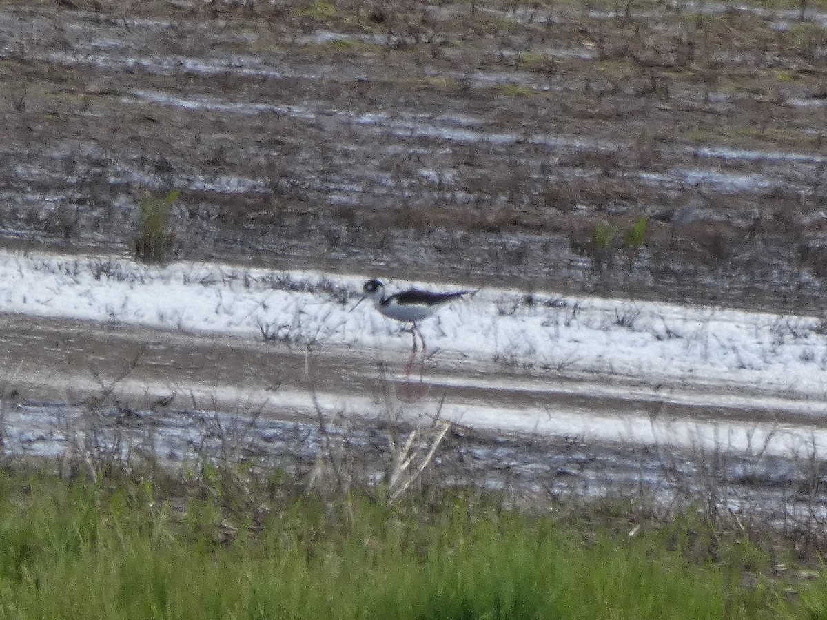 Black-necked Stilt - ML152943811