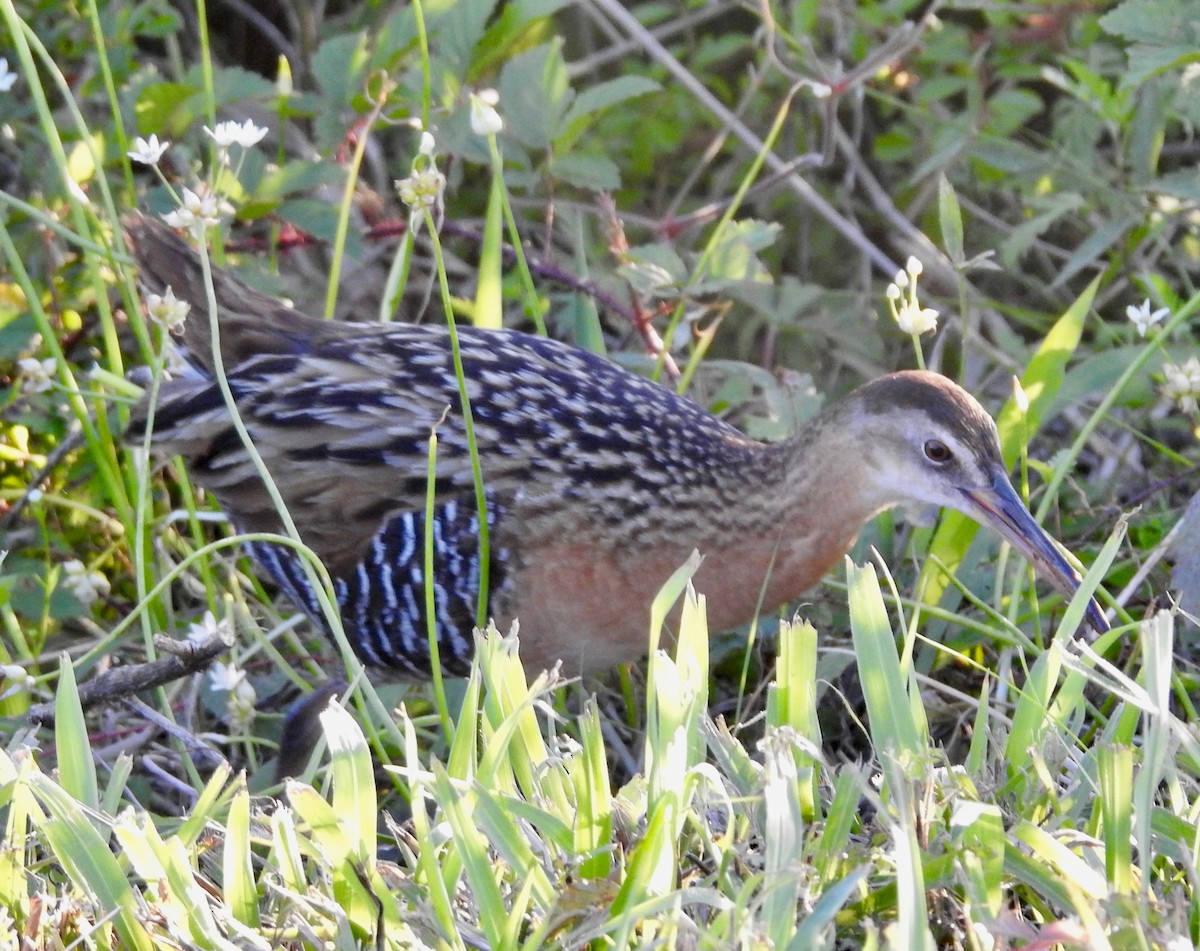 King/Clapper Rail - Van Remsen