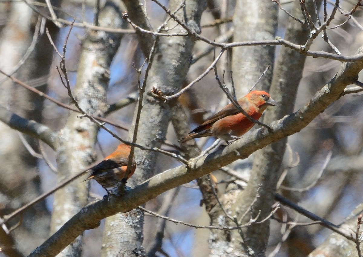 Red Crossbill - John Gordinier