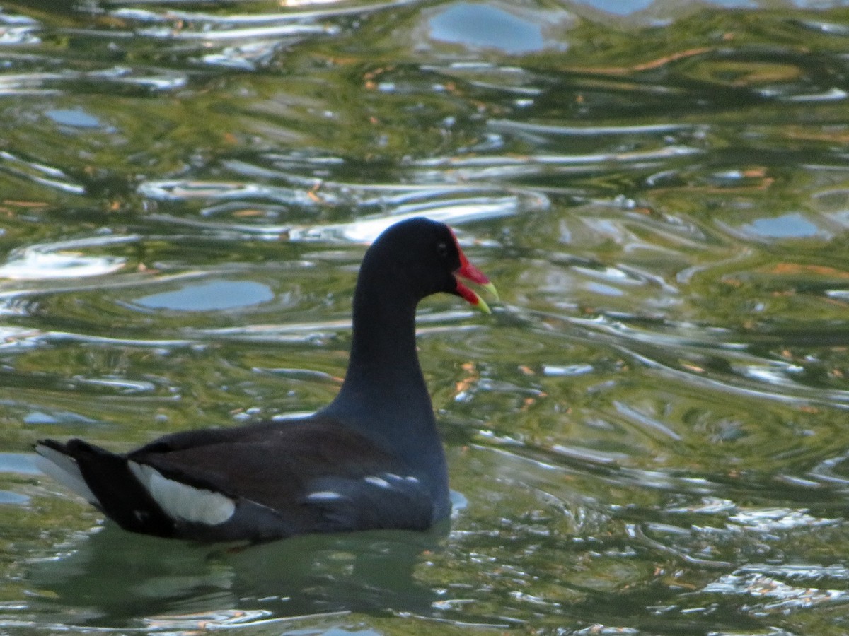 Common Gallinule - ML152944061