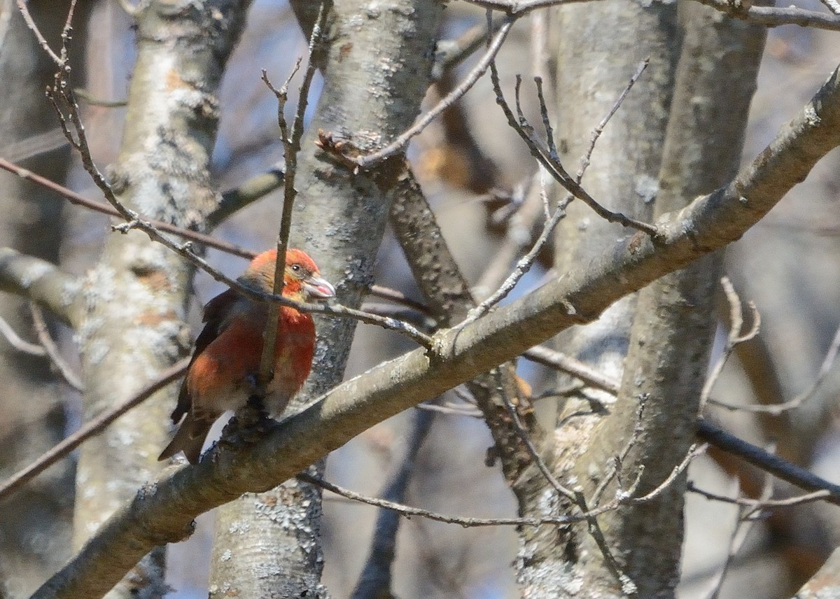 Red Crossbill - John Gordinier