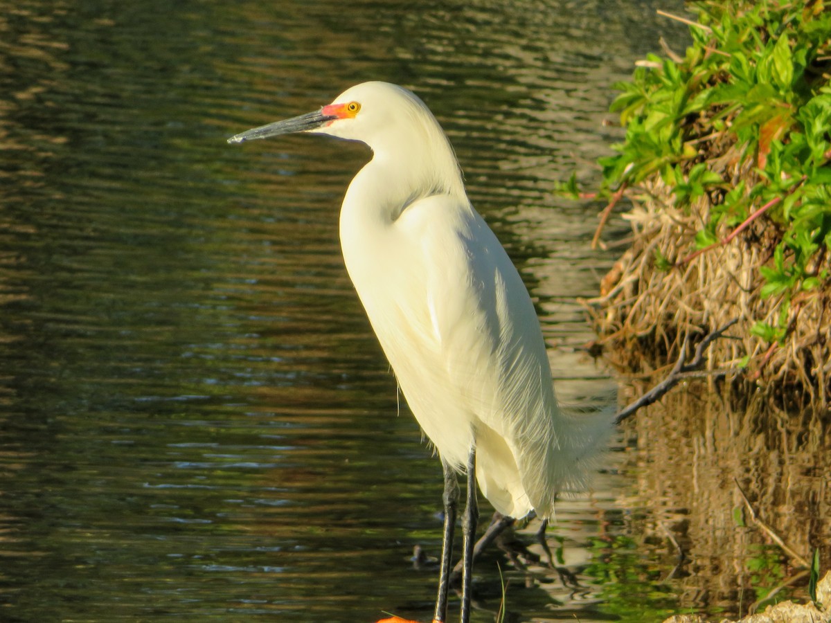 Snowy Egret - ML152944151