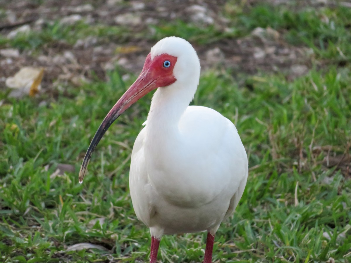 White Ibis - ML152944231