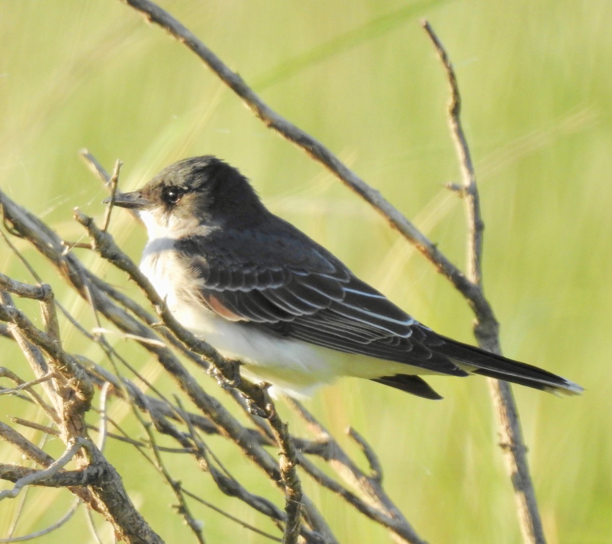 Eastern Kingbird - ML152944271