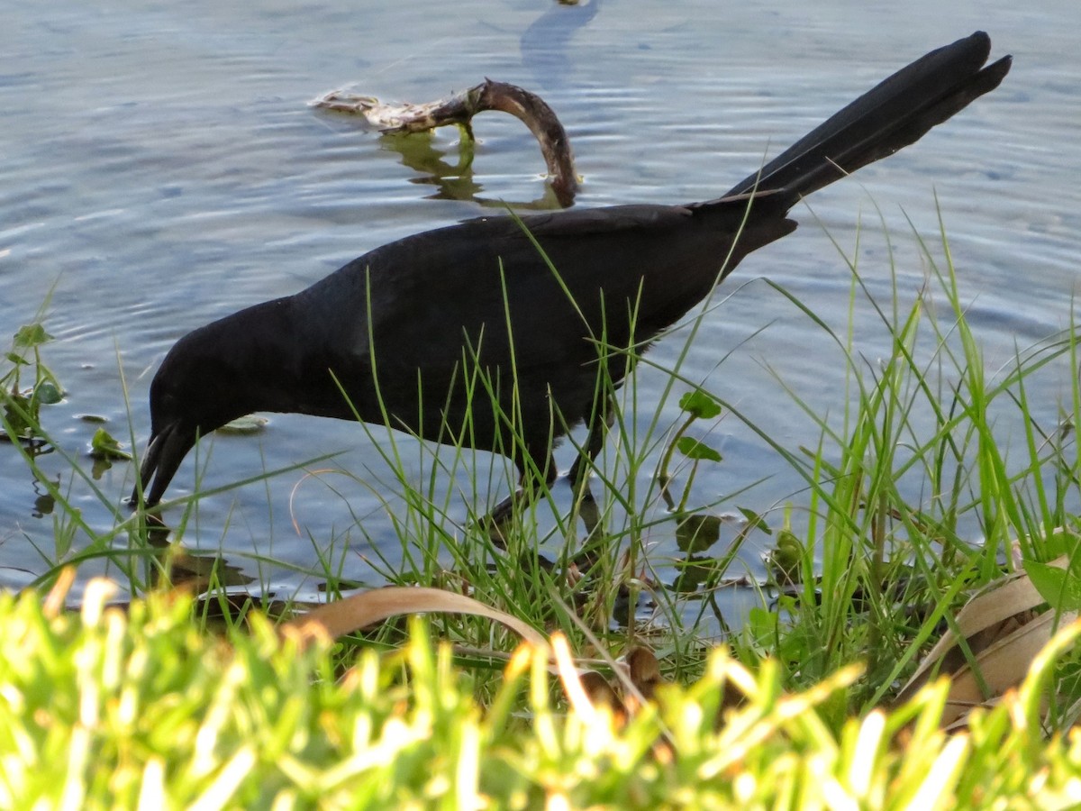 Boat-tailed Grackle (westoni) - ML152944361