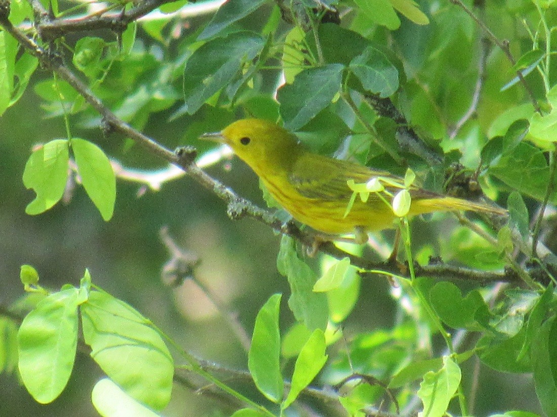 Yellow Warbler - ML152944381