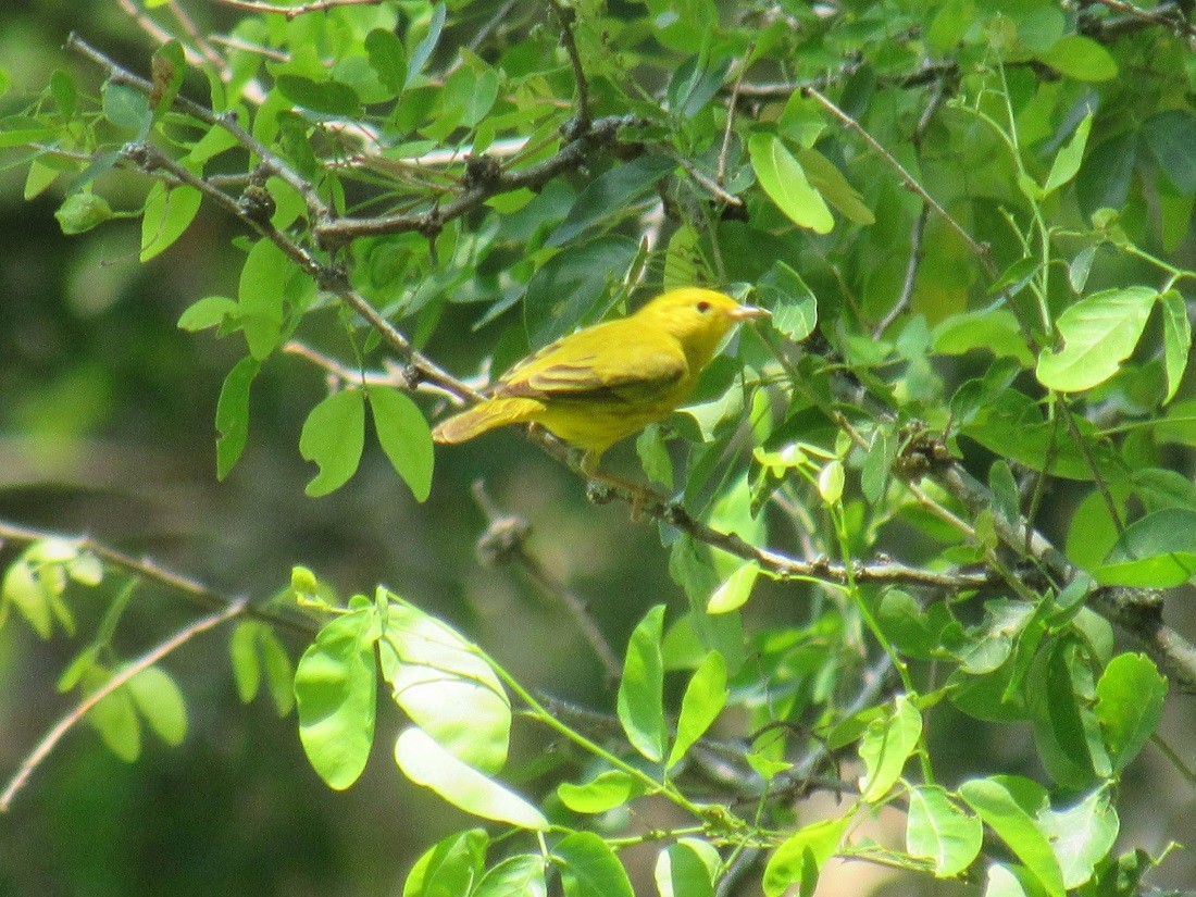 Yellow Warbler - ML152944481