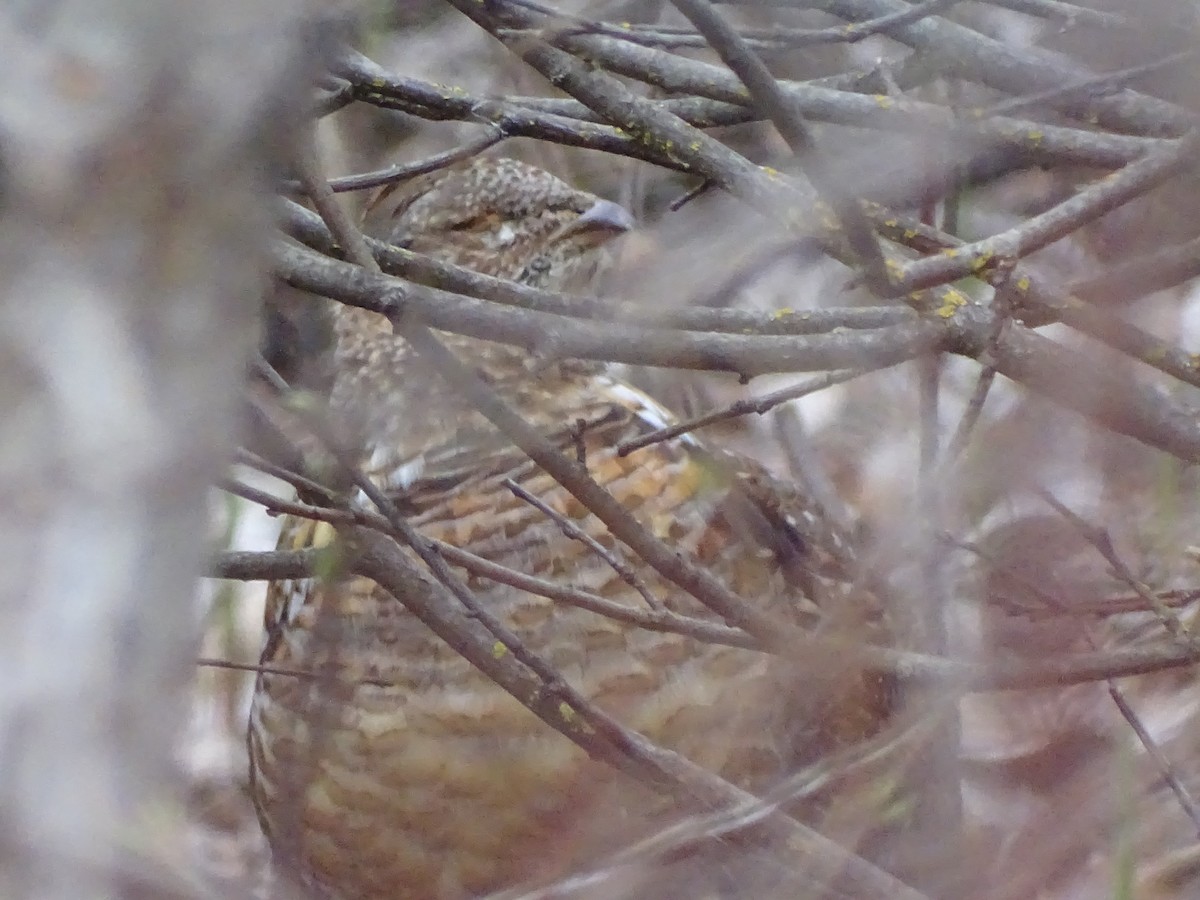 Ruffed Grouse - ML152944581