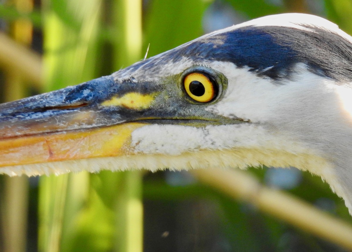 Great Blue Heron - ML152944601