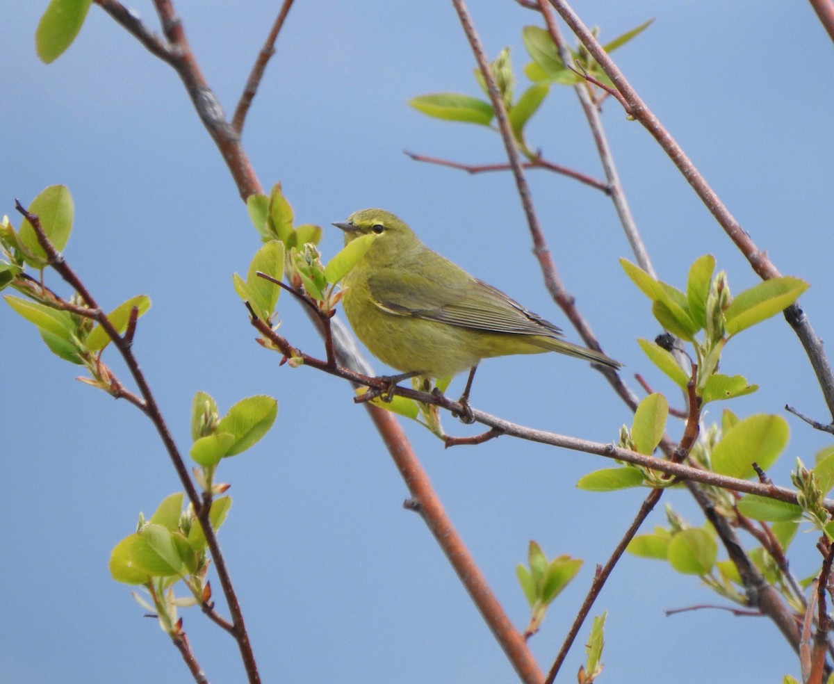 Orange-crowned Warbler (lutescens) - Kalin Ocaña