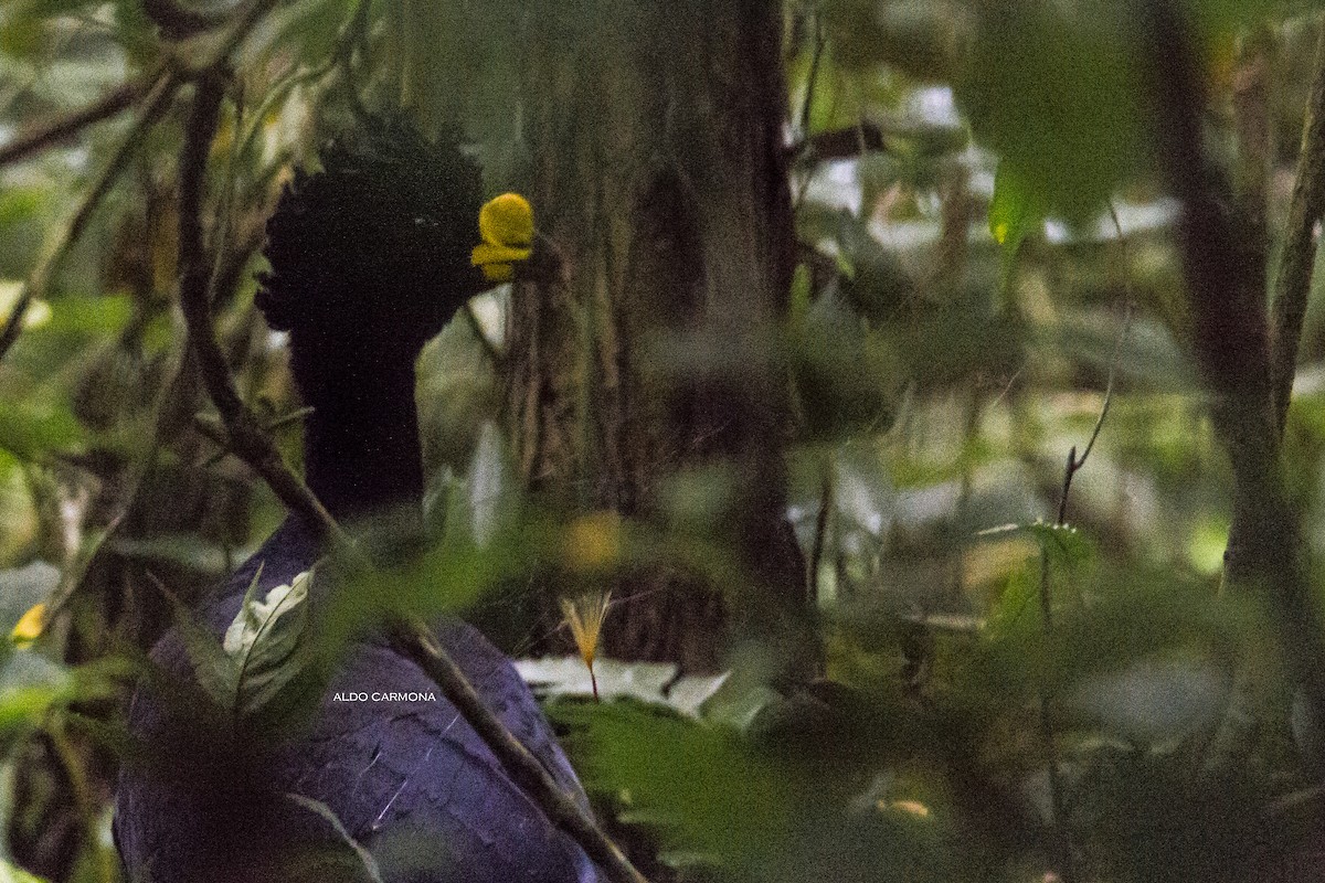 Great Curassow - Aldo Carmona