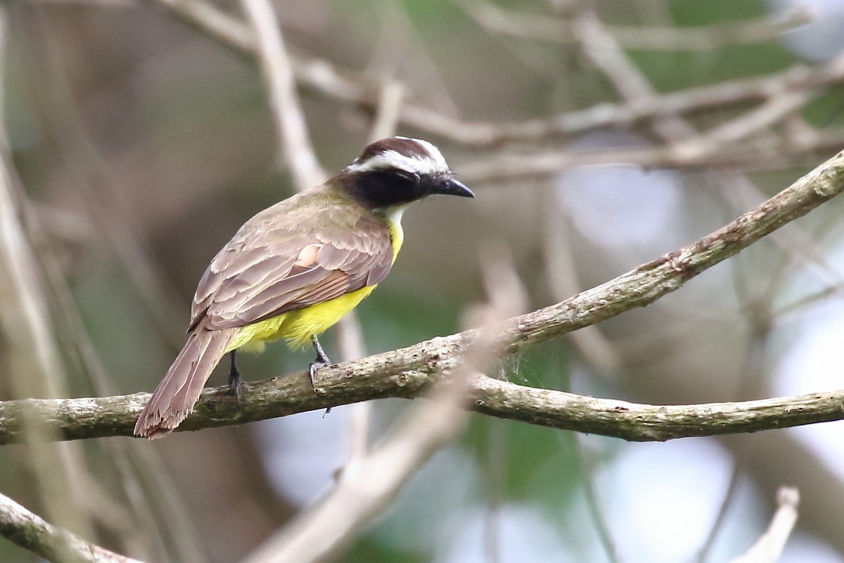 Rusty-margined Flycatcher - Douglas Faulder