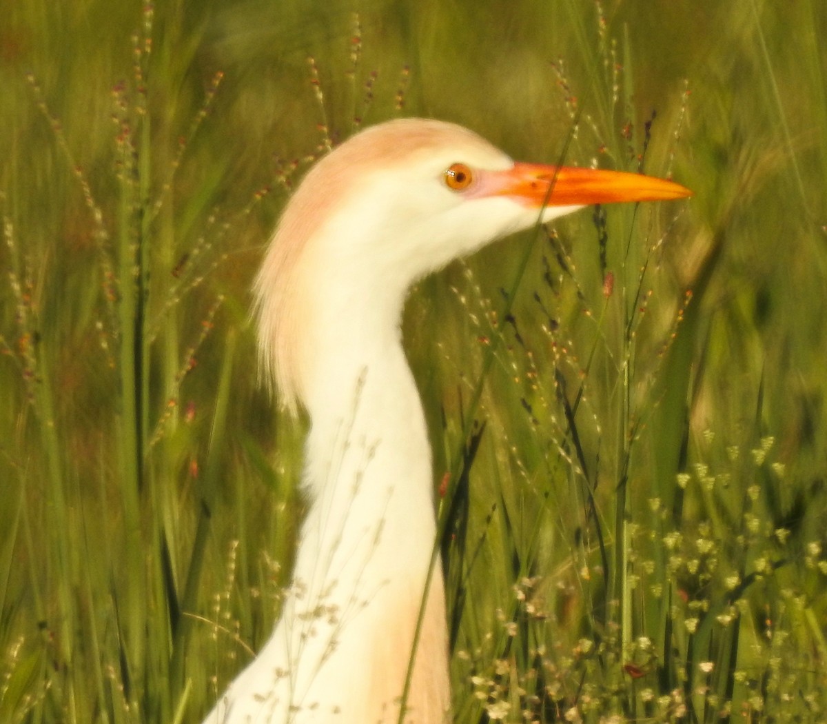 Western Cattle Egret - ML152945251