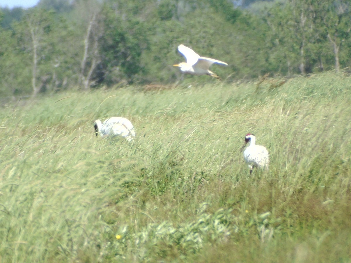 Western Cattle Egret - ML152945431