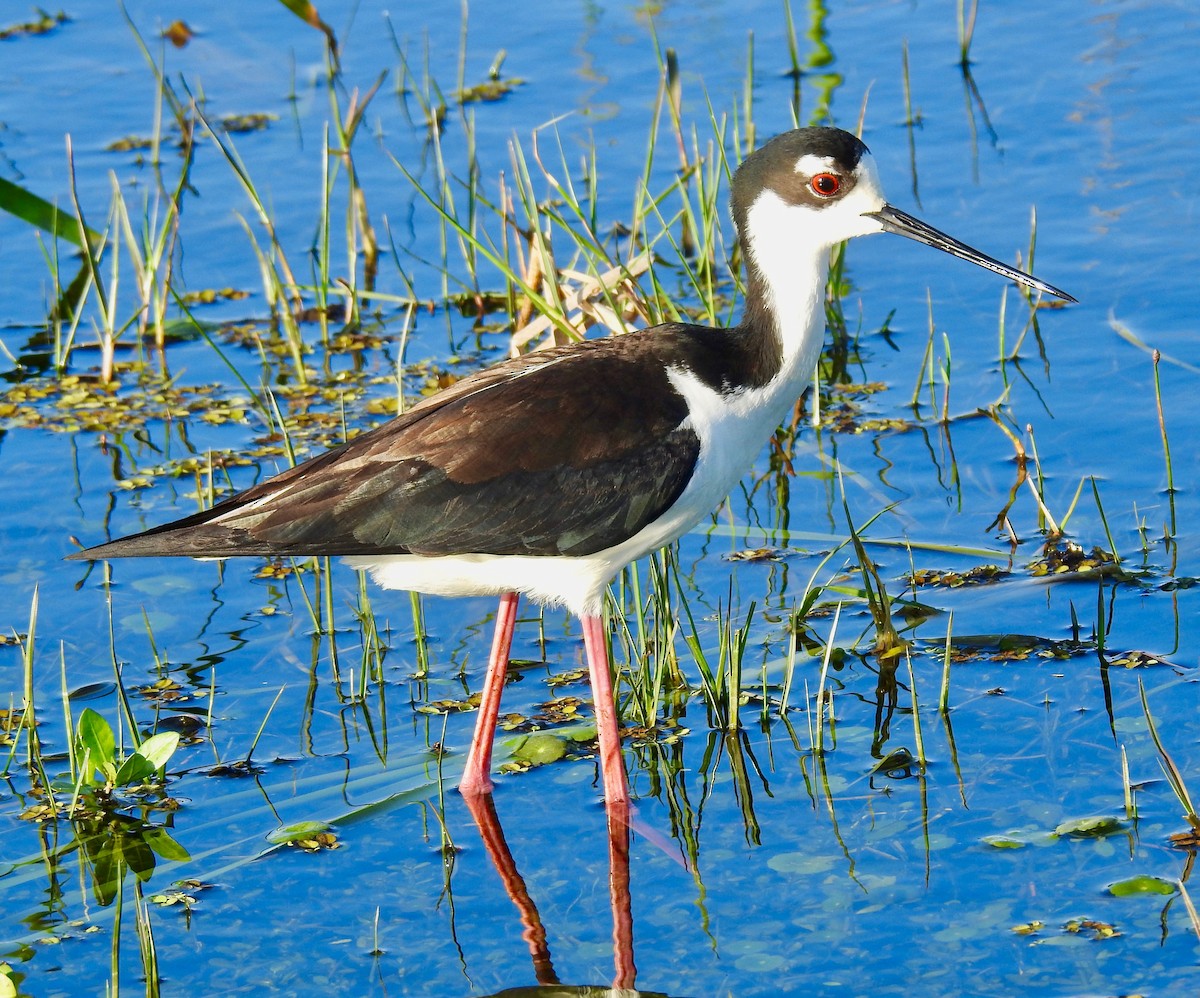 Cigüeñuela Cuellinegra - ML152945541