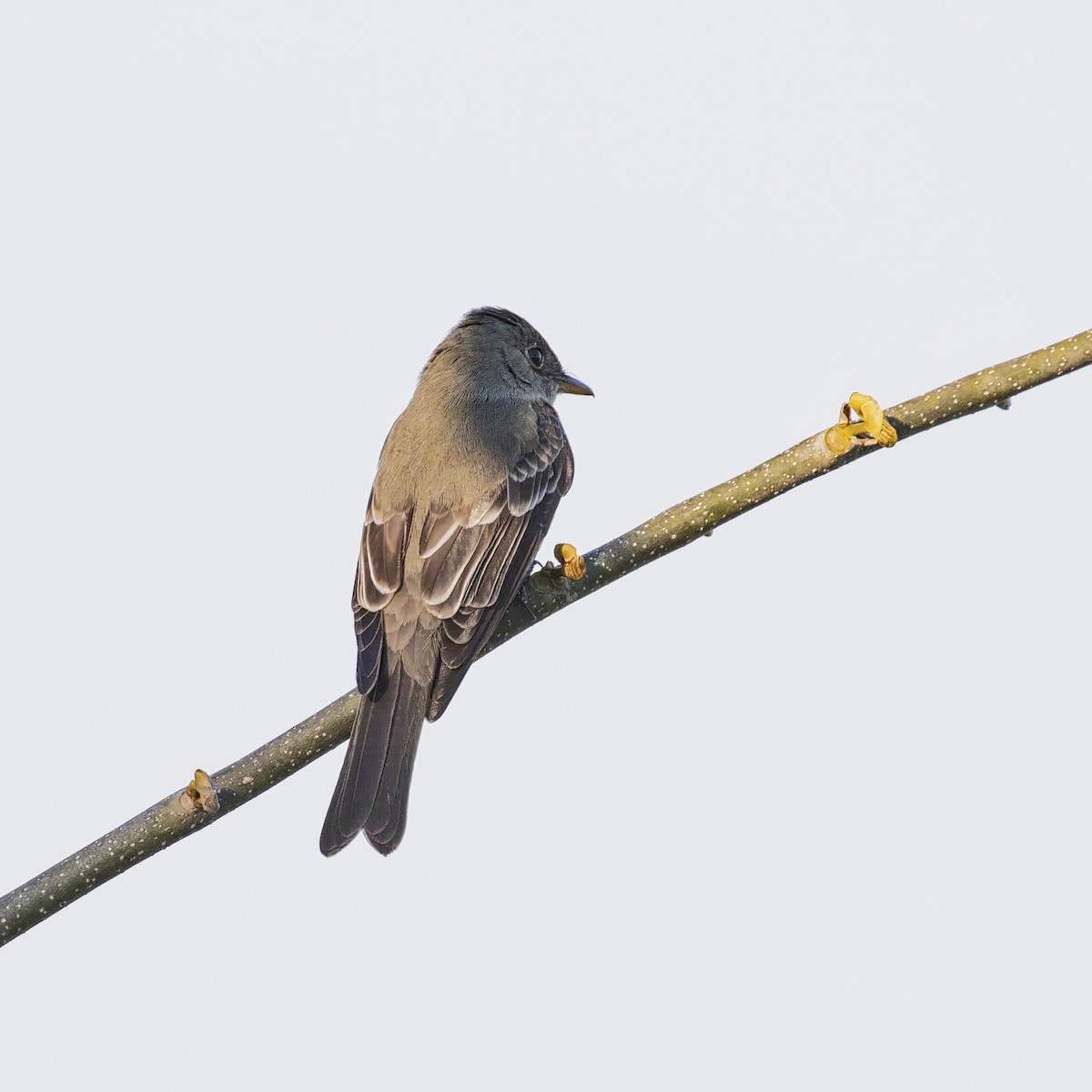 Acadian Flycatcher - ML152945991