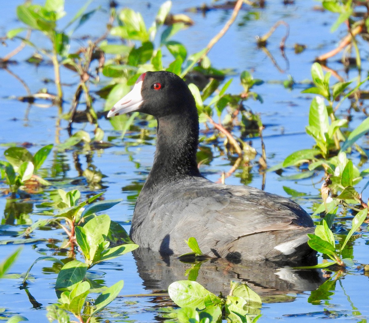 American Coot - Van Remsen