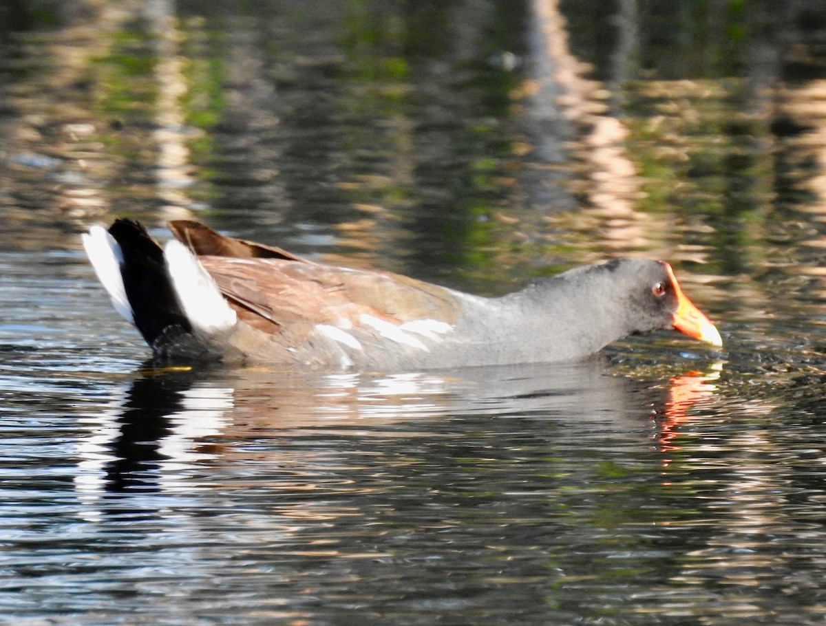 Common Gallinule - Van Remsen