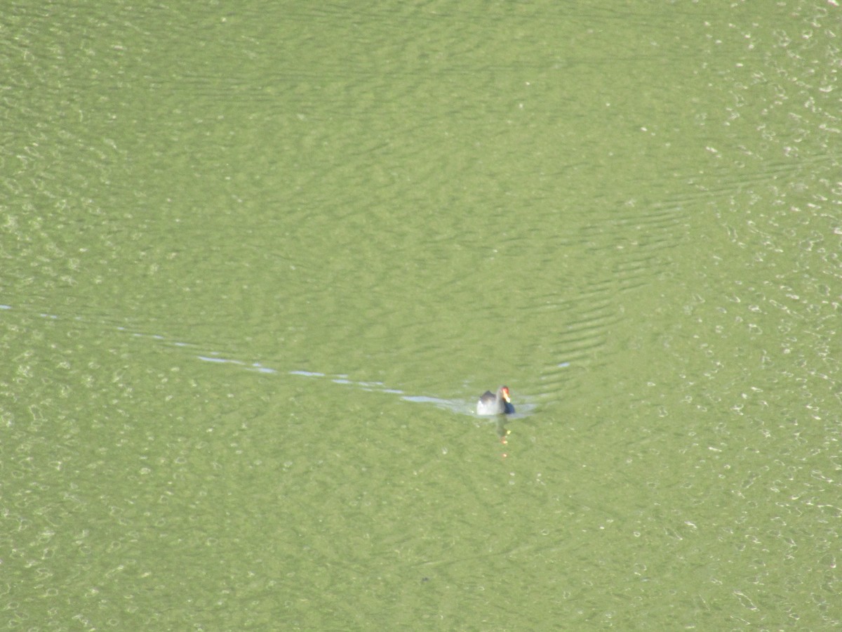 Common Gallinule - ML152946491