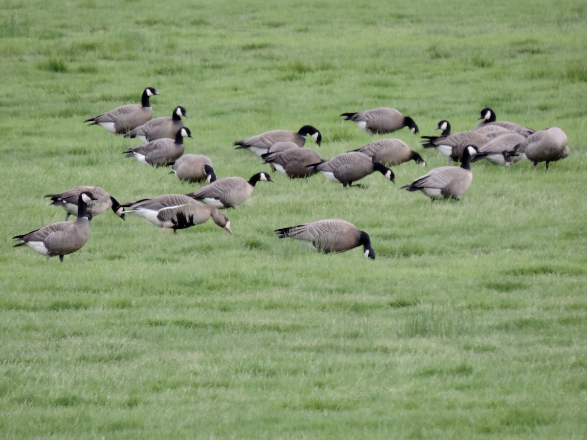 Greater White-fronted Goose - ML152946581