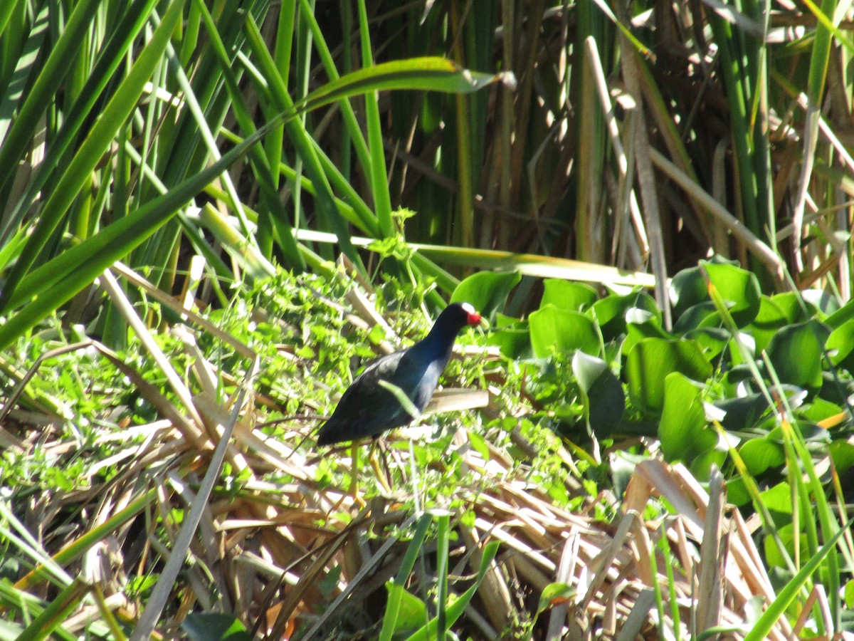 Purple Gallinule - ML152946611