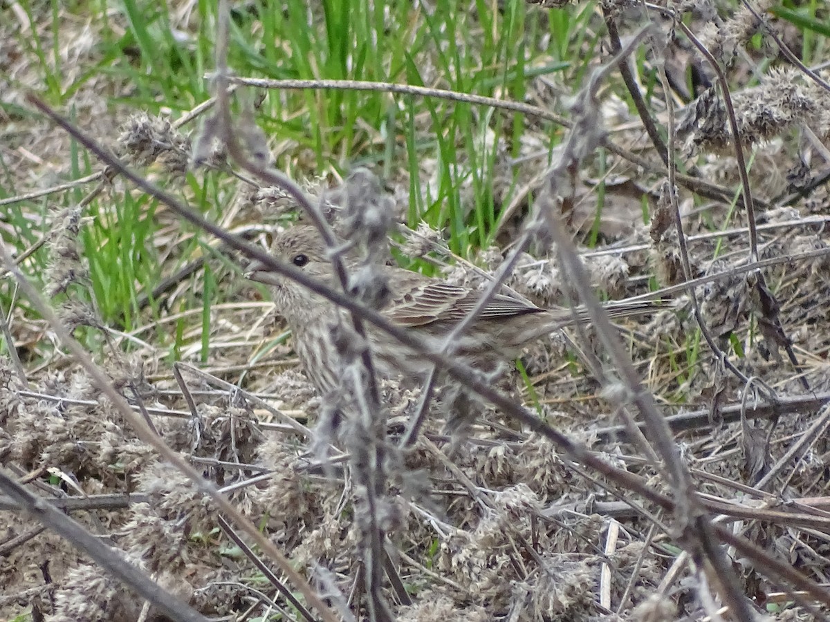 House Finch - ML152946811