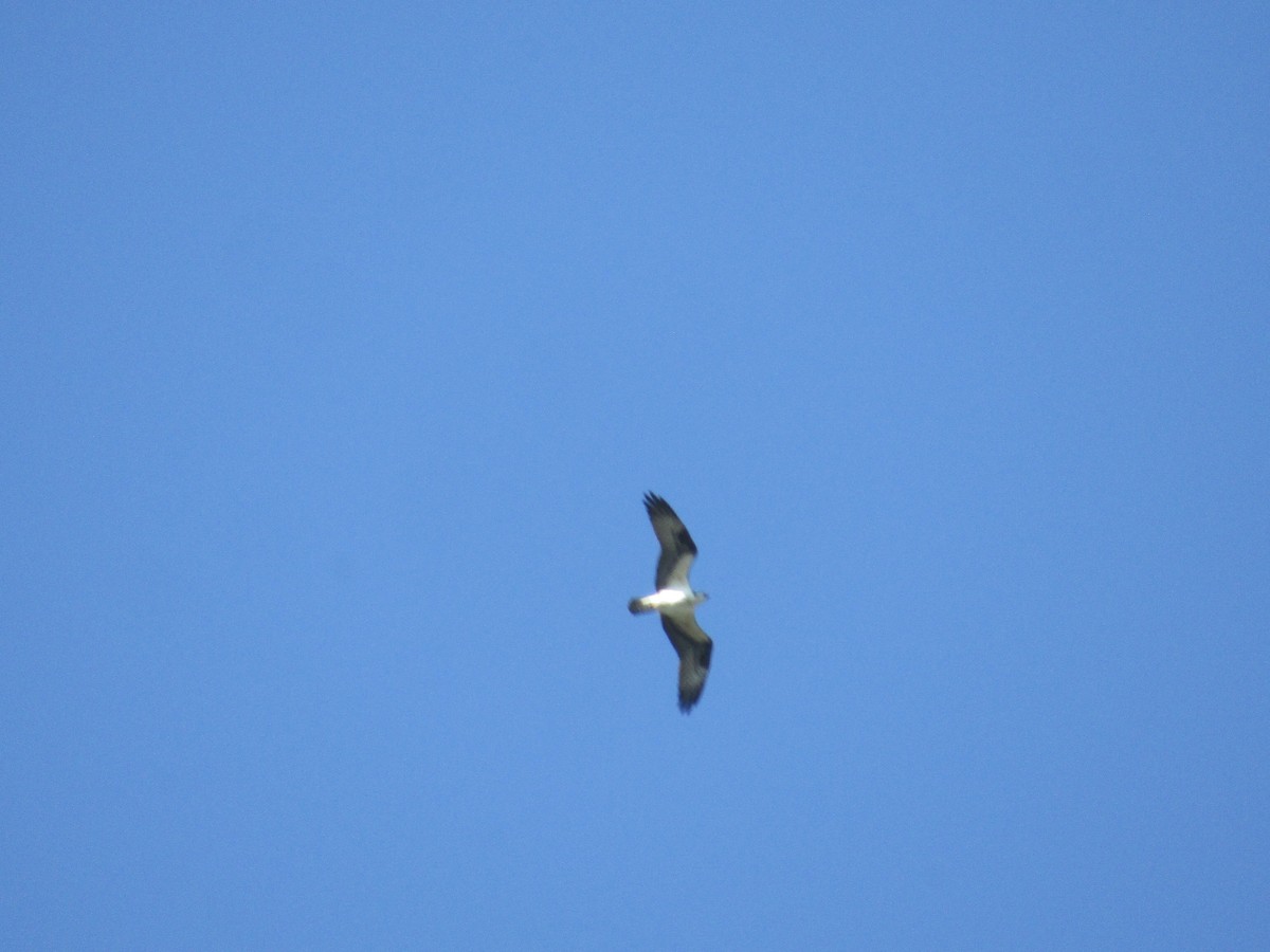 Águila Pescadora - ML152946961