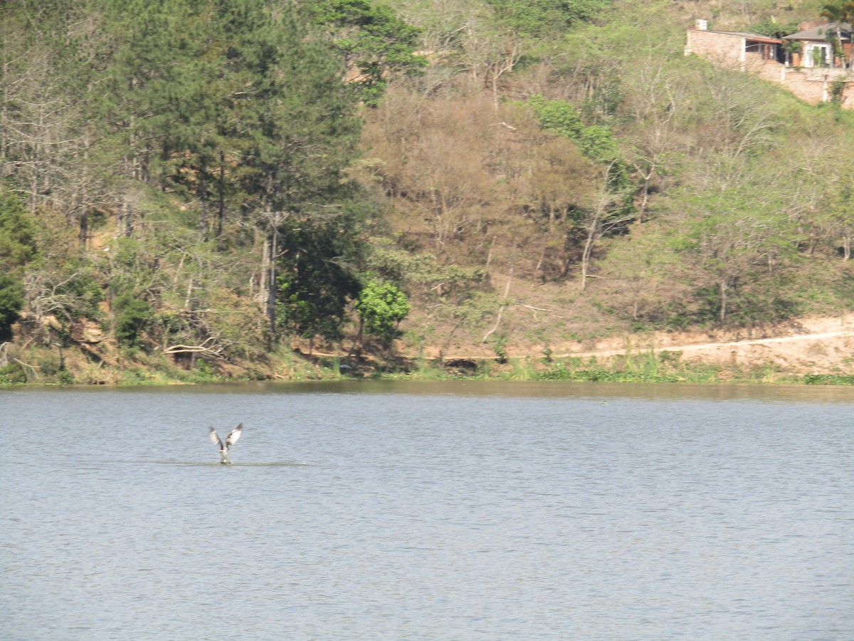 Águila Pescadora - ML152946991