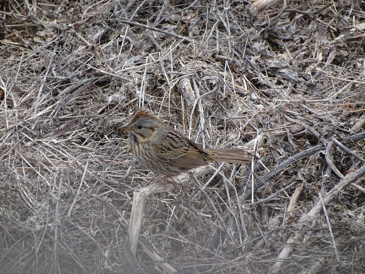 Lincoln's Sparrow - ML152947131