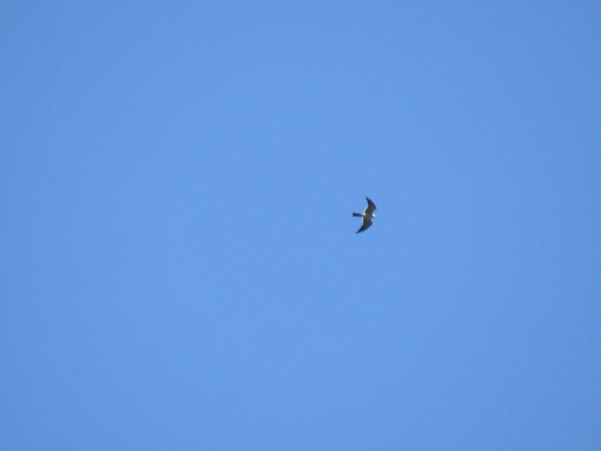 Mississippi Kite - ML152947141