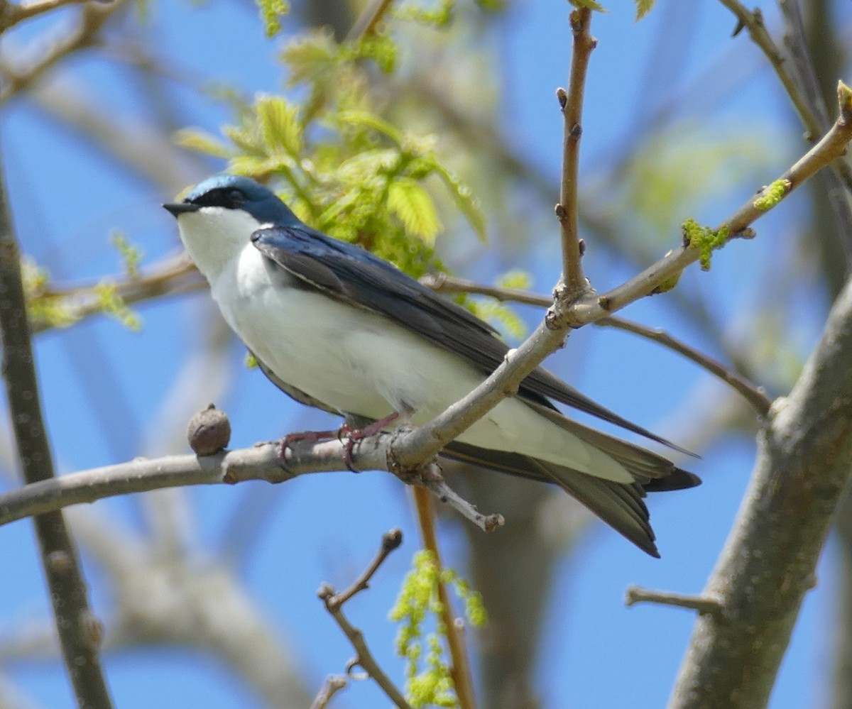 Tree Swallow - Chris Payne