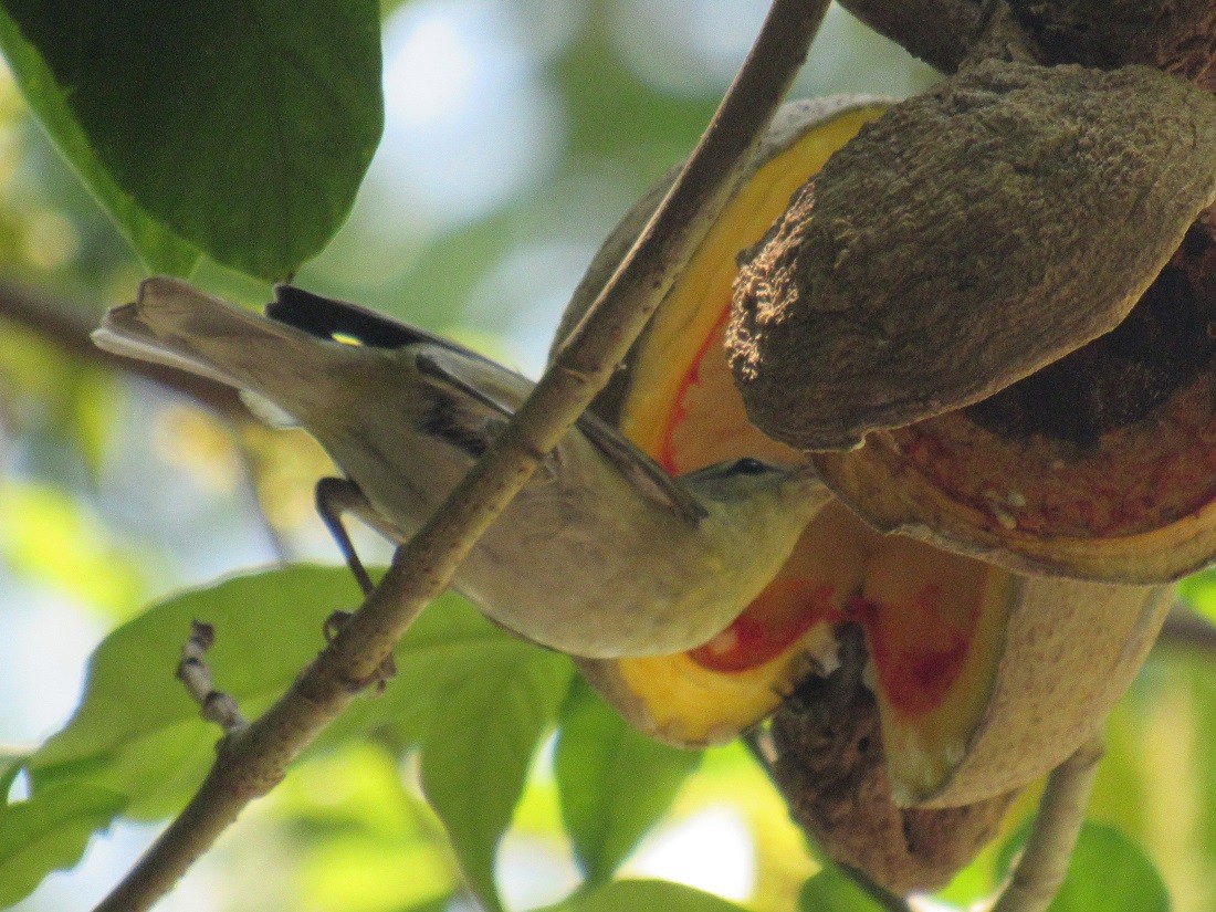 Tennessee Warbler - ML152947561