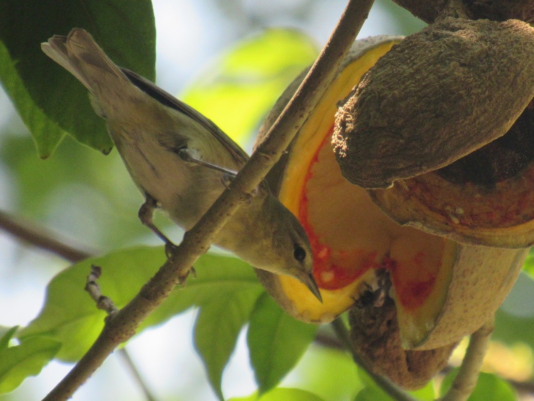 Tennessee Warbler - ML152947611