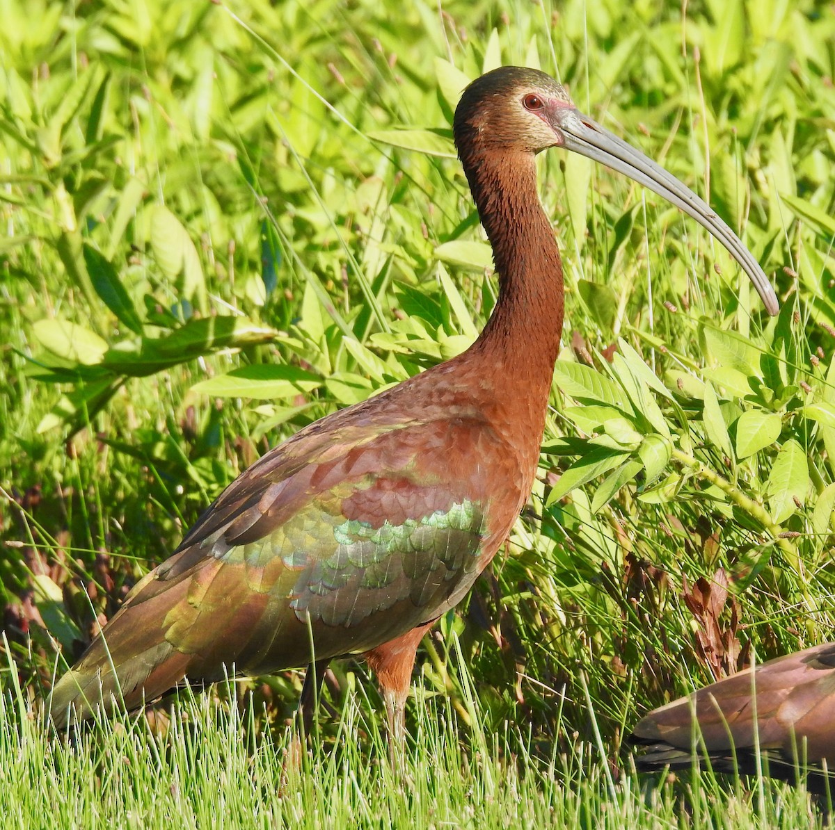 Ibis à face blanche - ML152947781