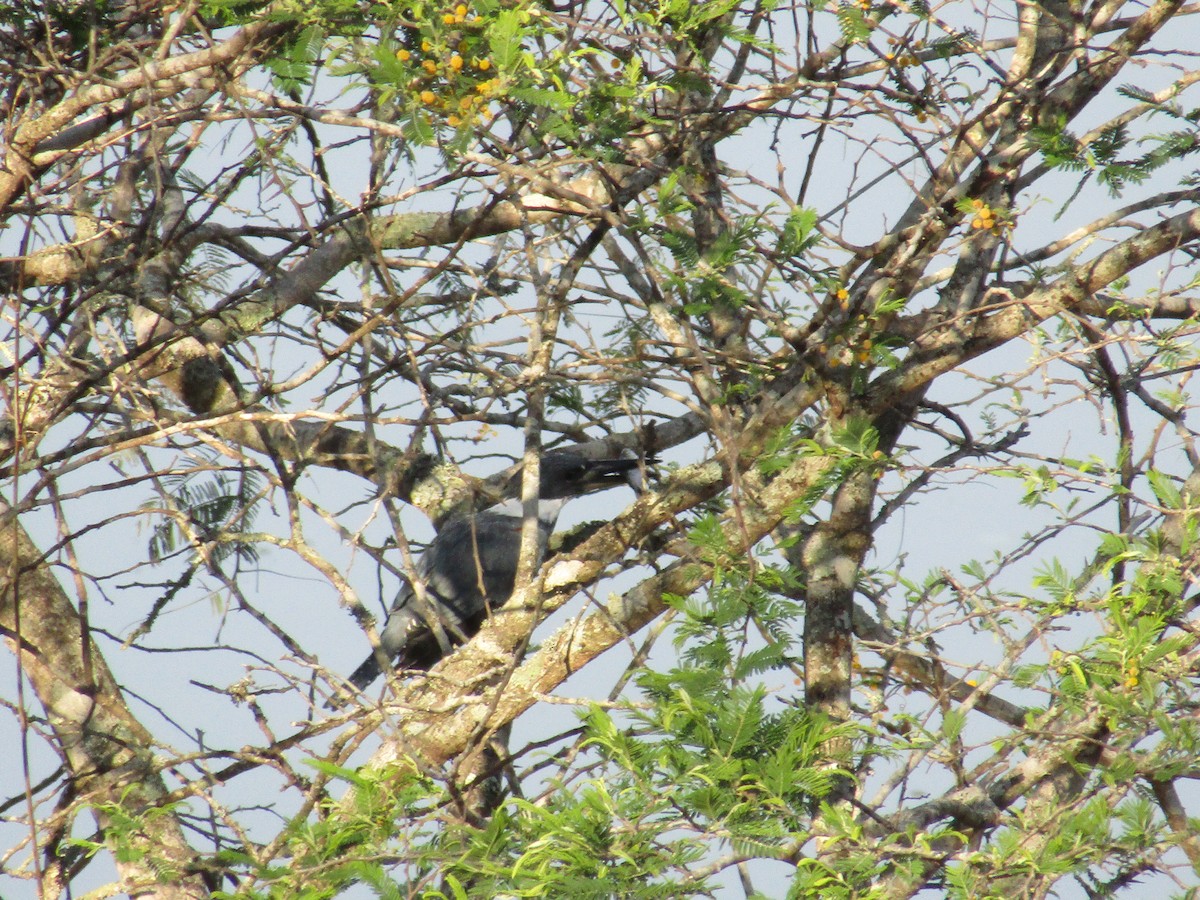 Ringed Kingfisher - Adrianh Martinez-Orozco