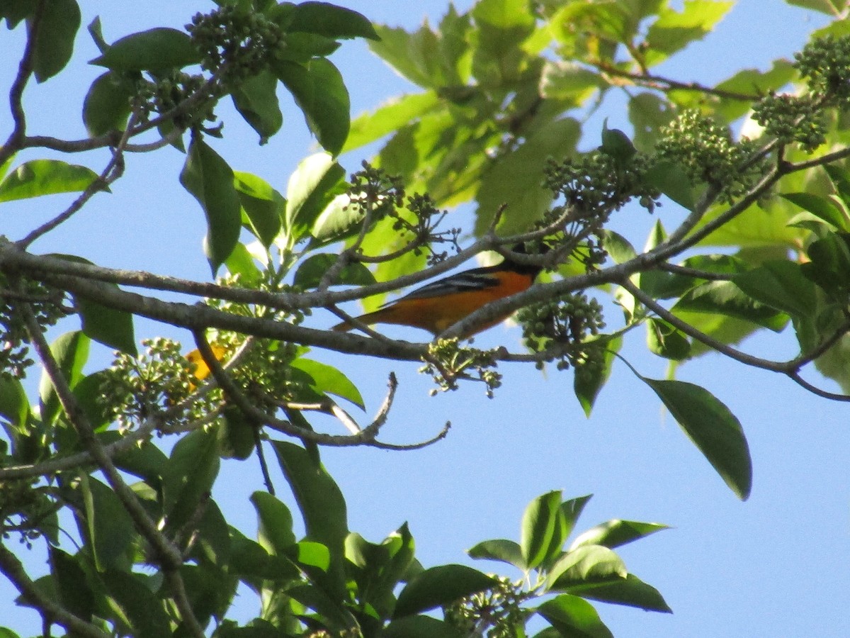 Baltimore Oriole - ML152948341