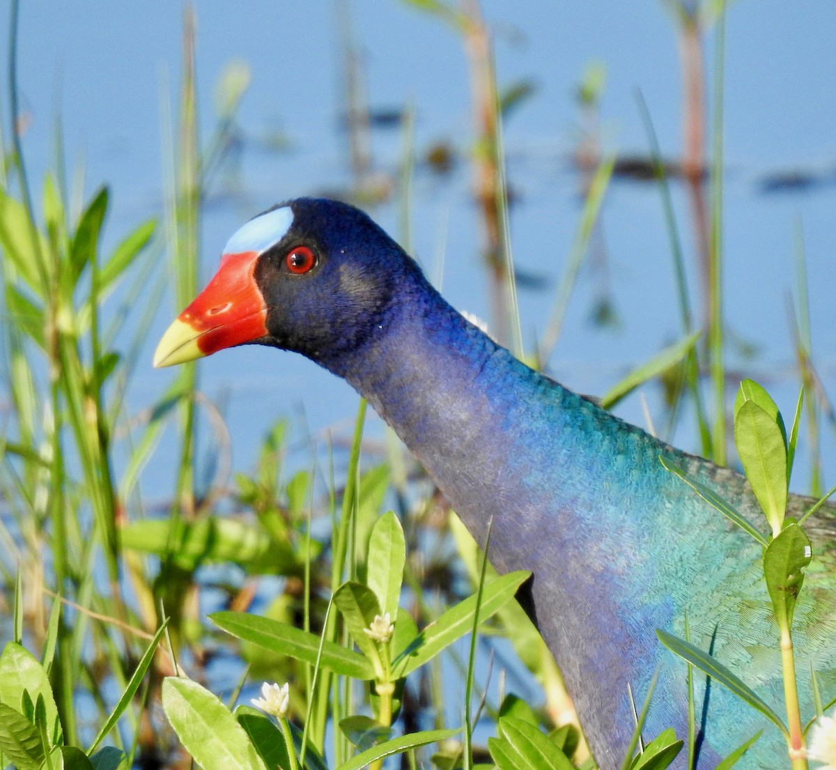 Purple Gallinule - ML152948981