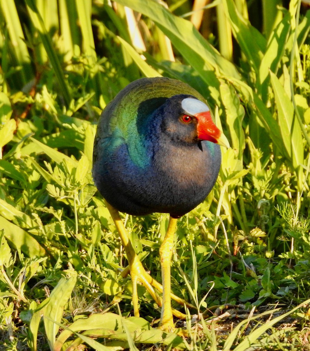 Purple Gallinule - ML152949001