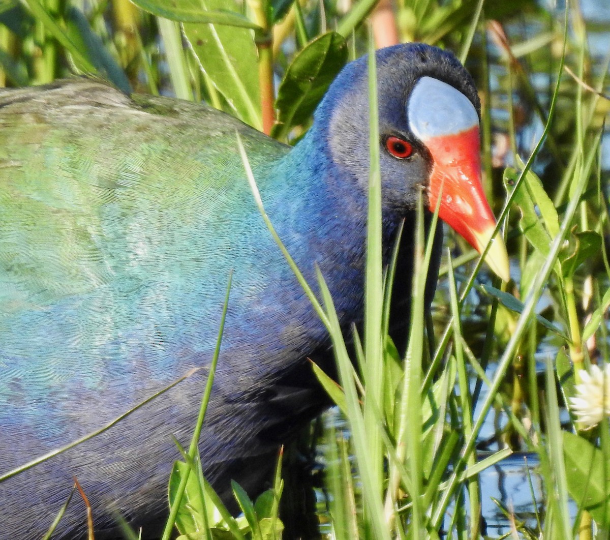 Purple Gallinule - ML152949041