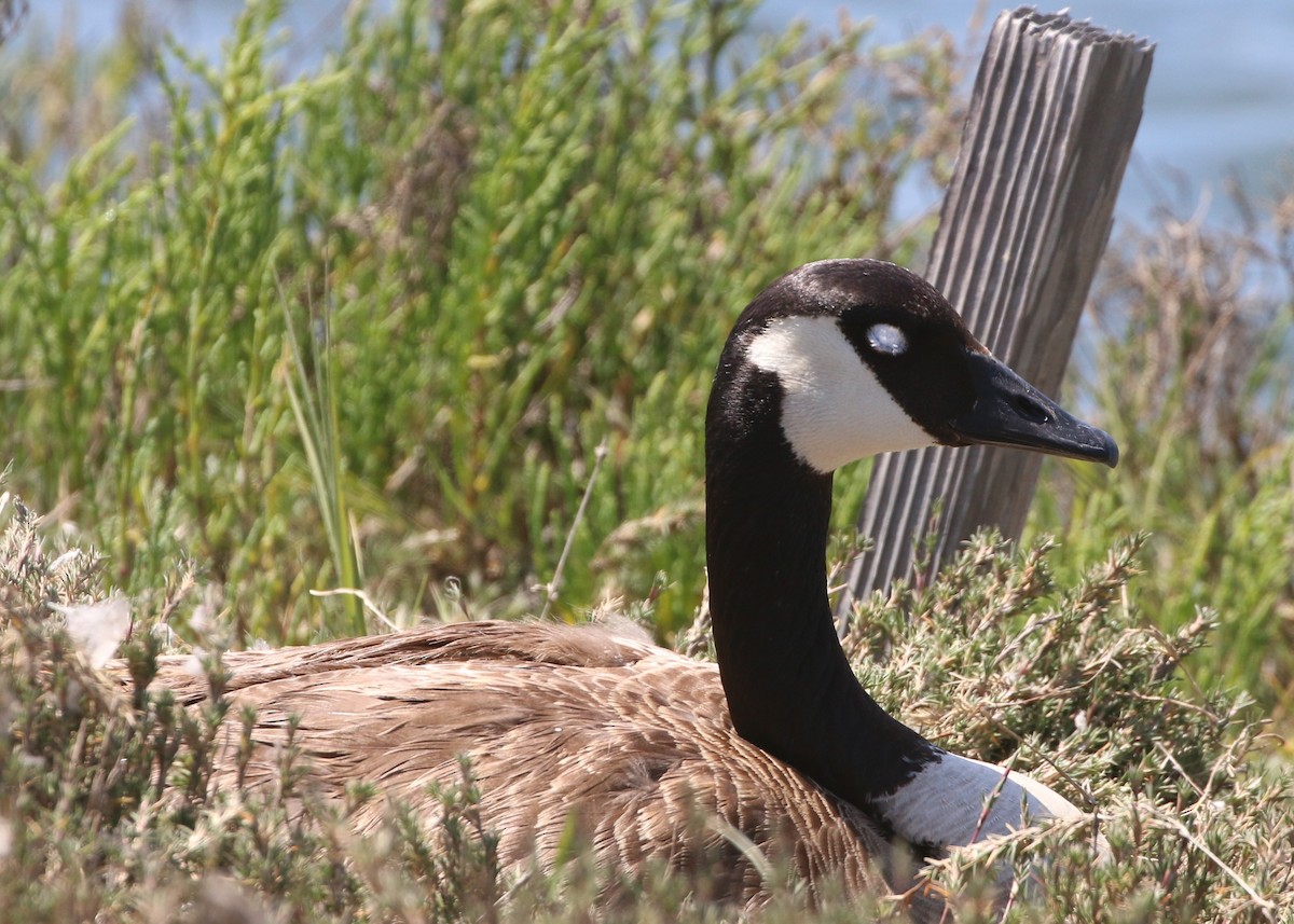 Canada Goose - ML152949221