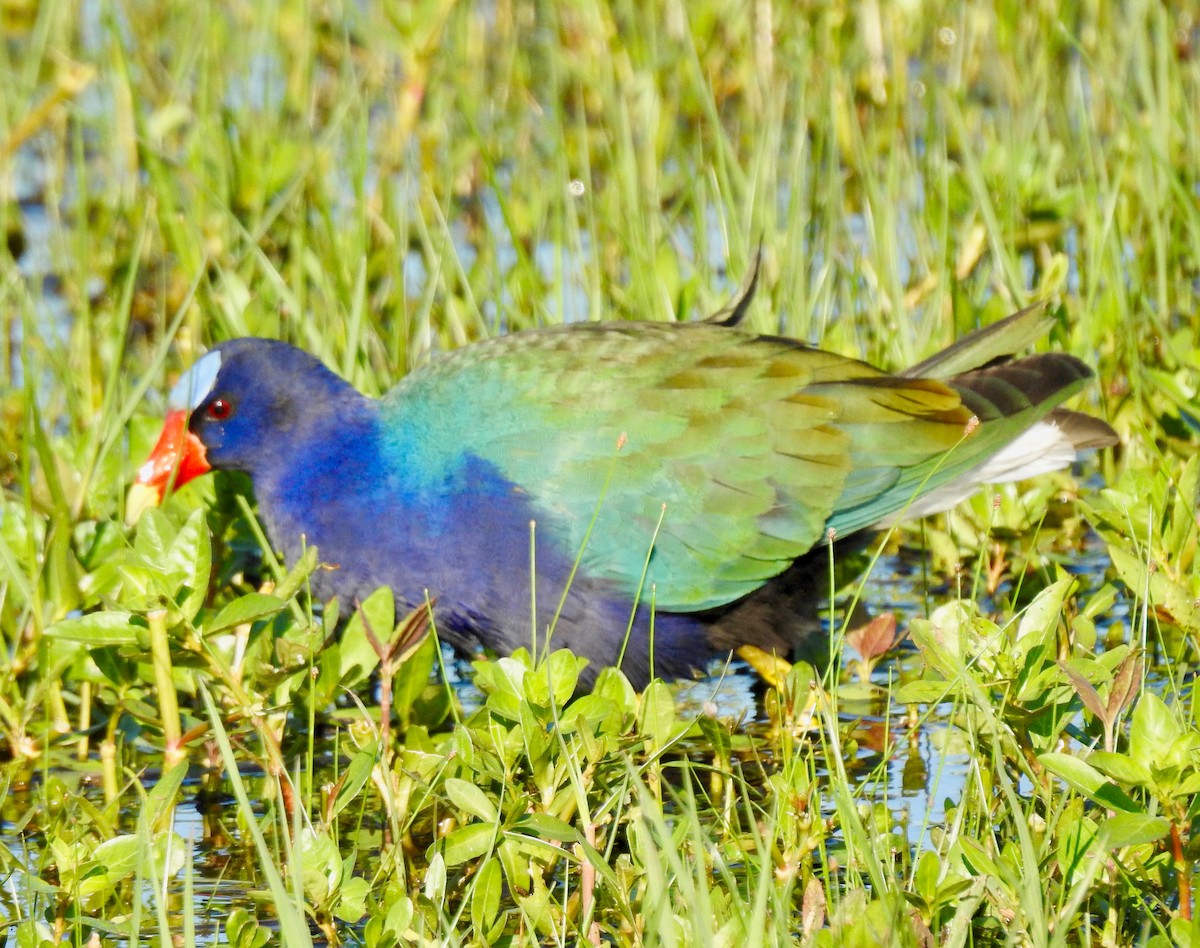 Purple Gallinule - Van Remsen