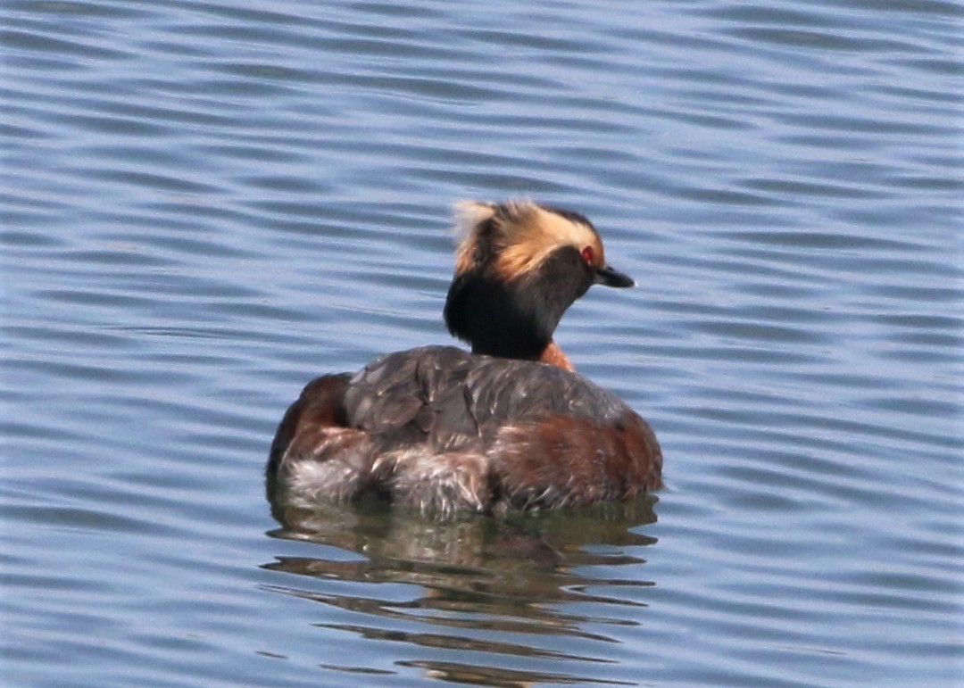 Horned Grebe - Linda LeRoy