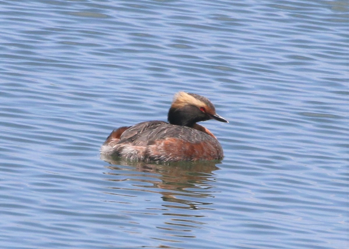 Horned Grebe - Linda LeRoy