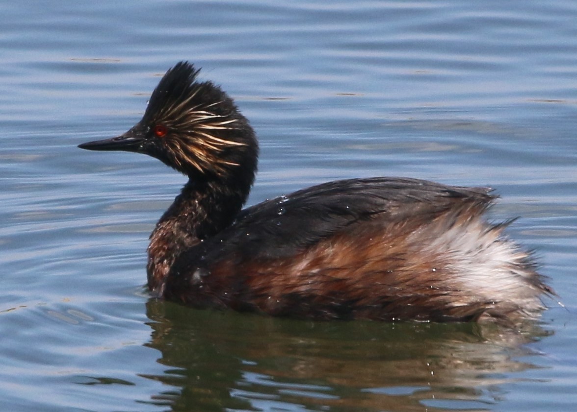 Eared Grebe - Linda LeRoy