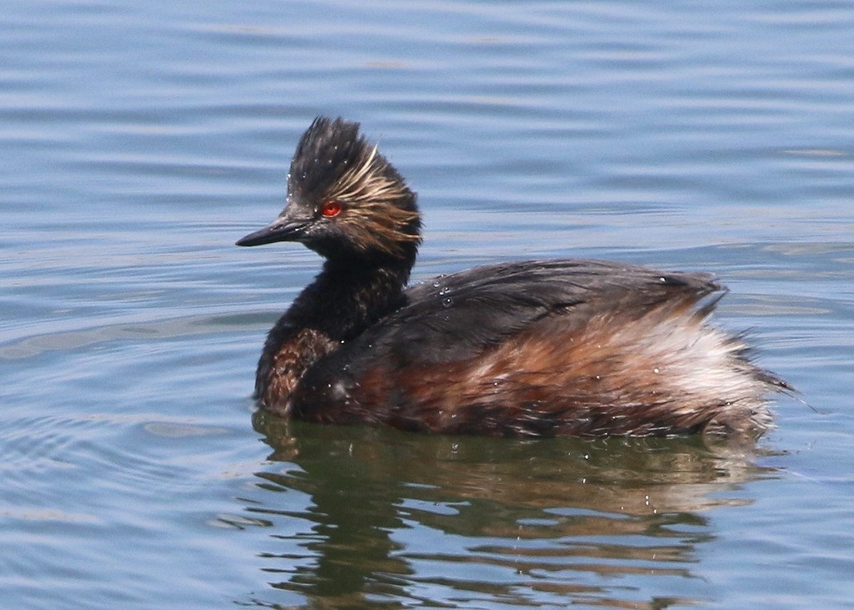 Eared Grebe - Linda LeRoy