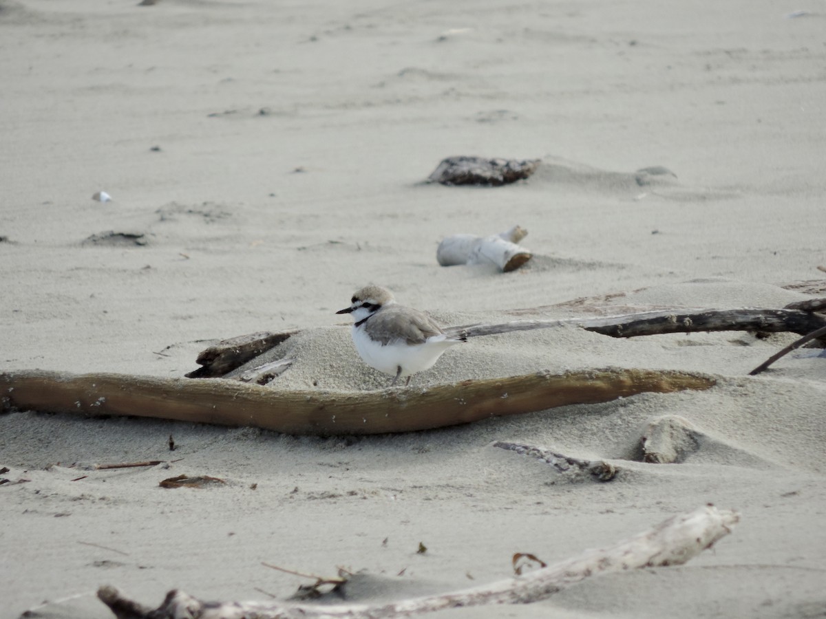 Snowy Plover - ML152949681