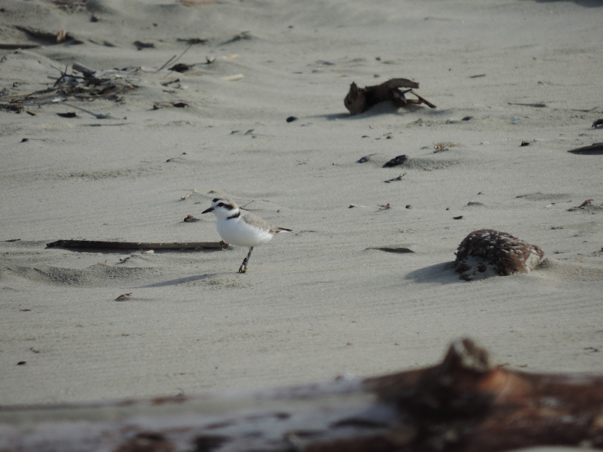 Snowy Plover - ML152949761