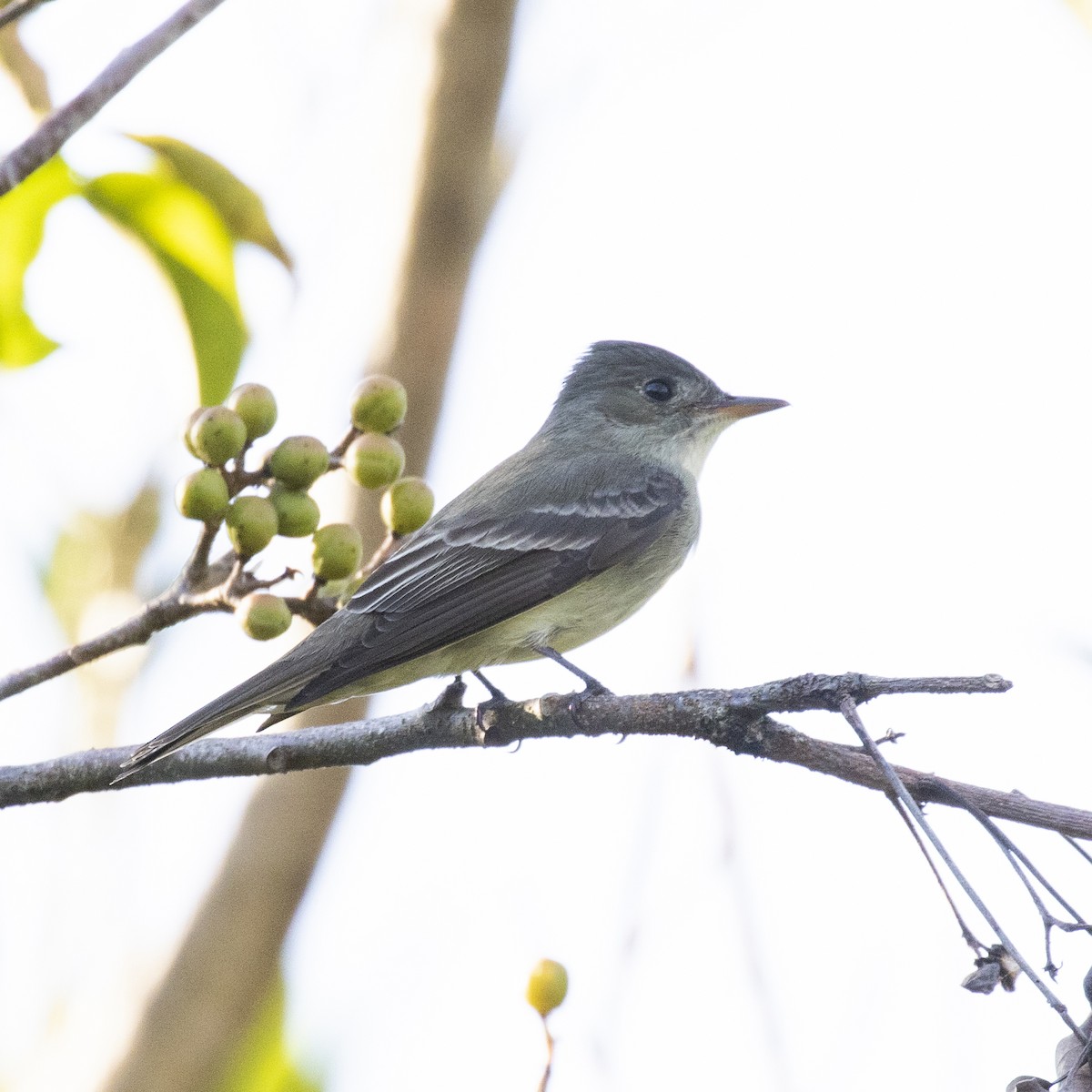 Eastern Wood-Pewee - Cindy Cone