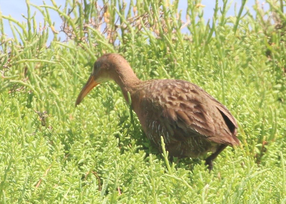 Ridgway's Rail (Light-footed) - Linda LeRoy