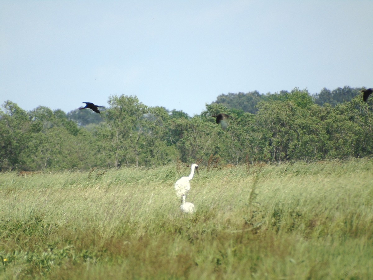 Ibis à face blanche - ML152950081